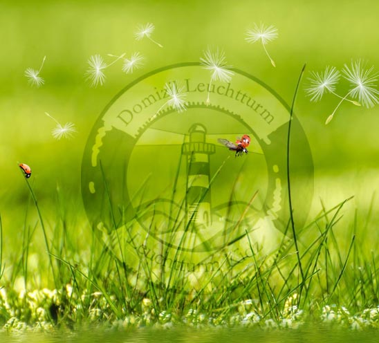 Logo Domizil Leuchtturm auf grünem Gras für das Angebot 'Domizil für Dich' von der Kinder- und Jugendhilfe Domizil Leuchtturm